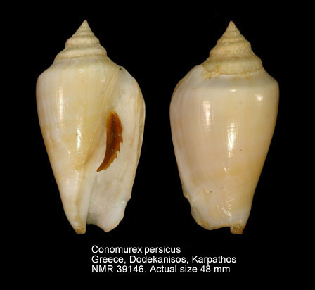 Conomurex persicus (6).jpg - Conomurex persicus (Swainson,1821)